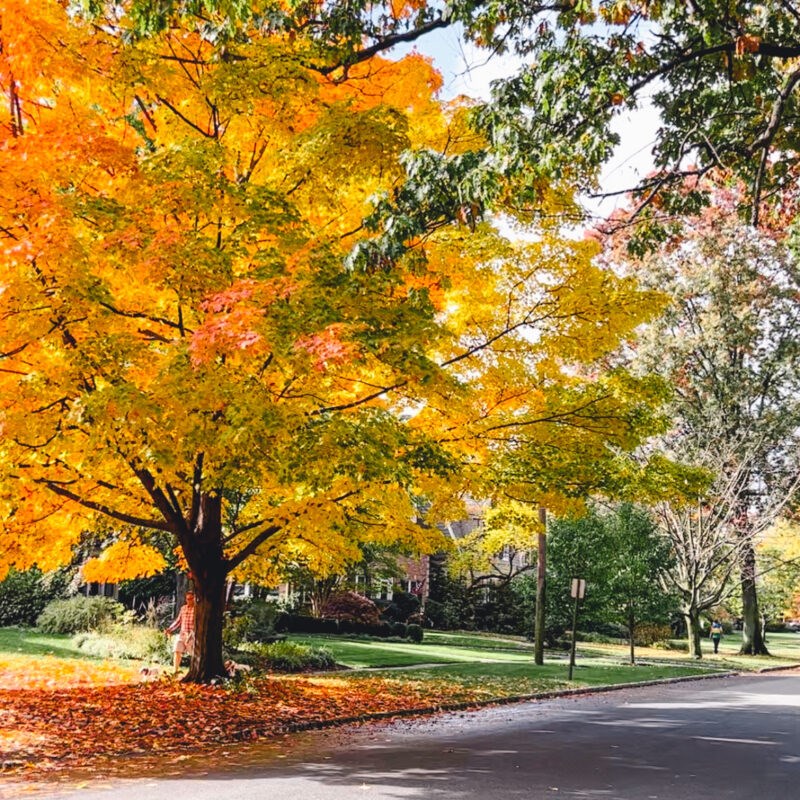 sugar maple