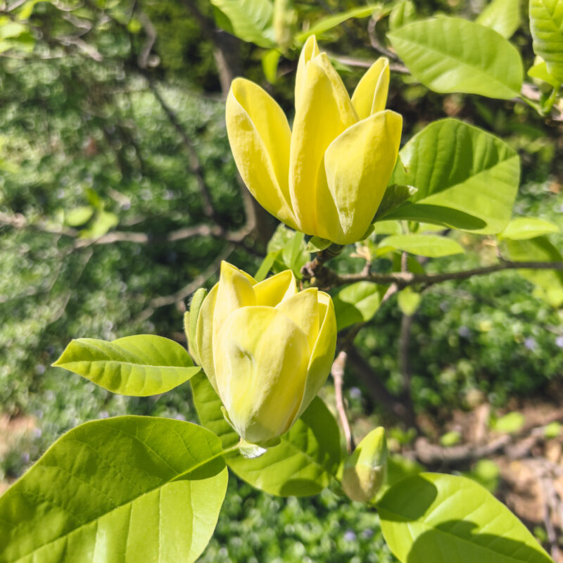 tulip tree