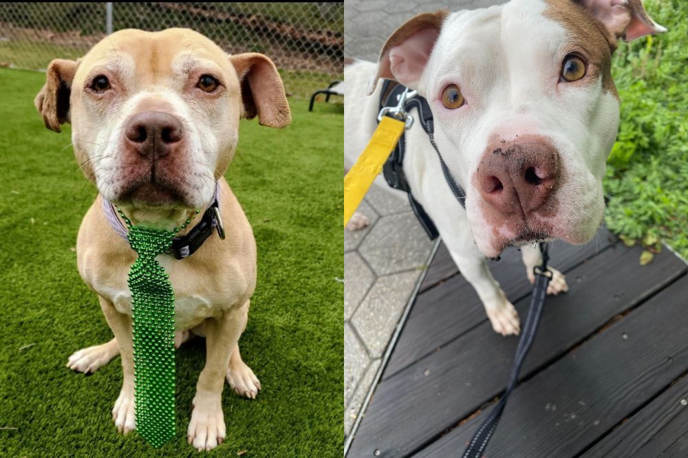 Pitbull Terrier + Mixed Breed Looking for Forever Homes - Montclair Girl