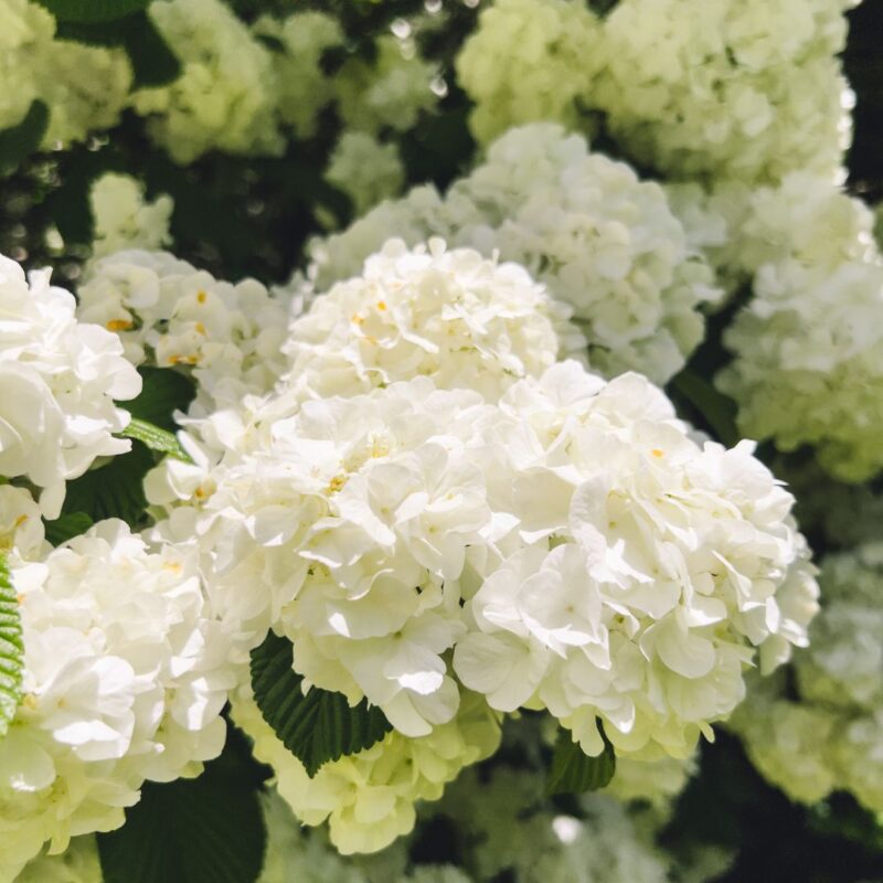 mountsier garden white flower