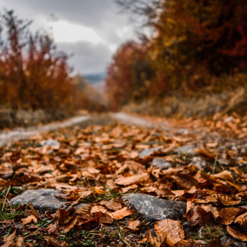 leaf blowing services montclair new jersey