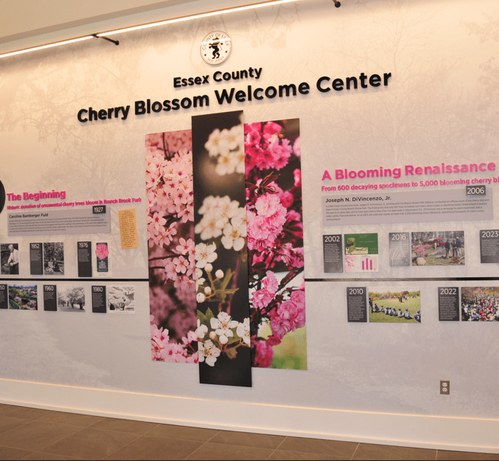 cherry blossom history