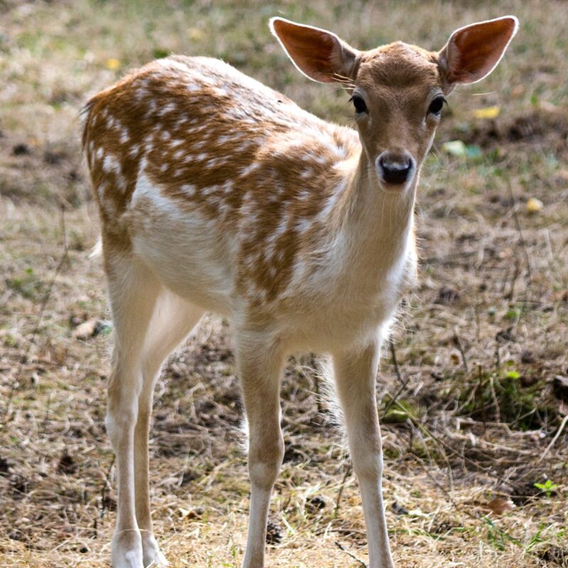 deer hunt essex county