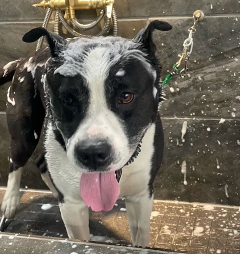 ruff to fluff dog bathing