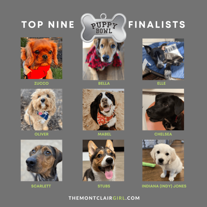 Meet the Finalists of Montclair Girl‘s Puppy Bowl 2025 — CAST YOUR VOTE