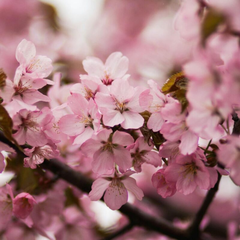branch brook park cherry blossom fest