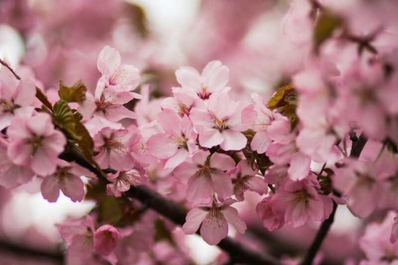 branch brook park cherry blossom fest