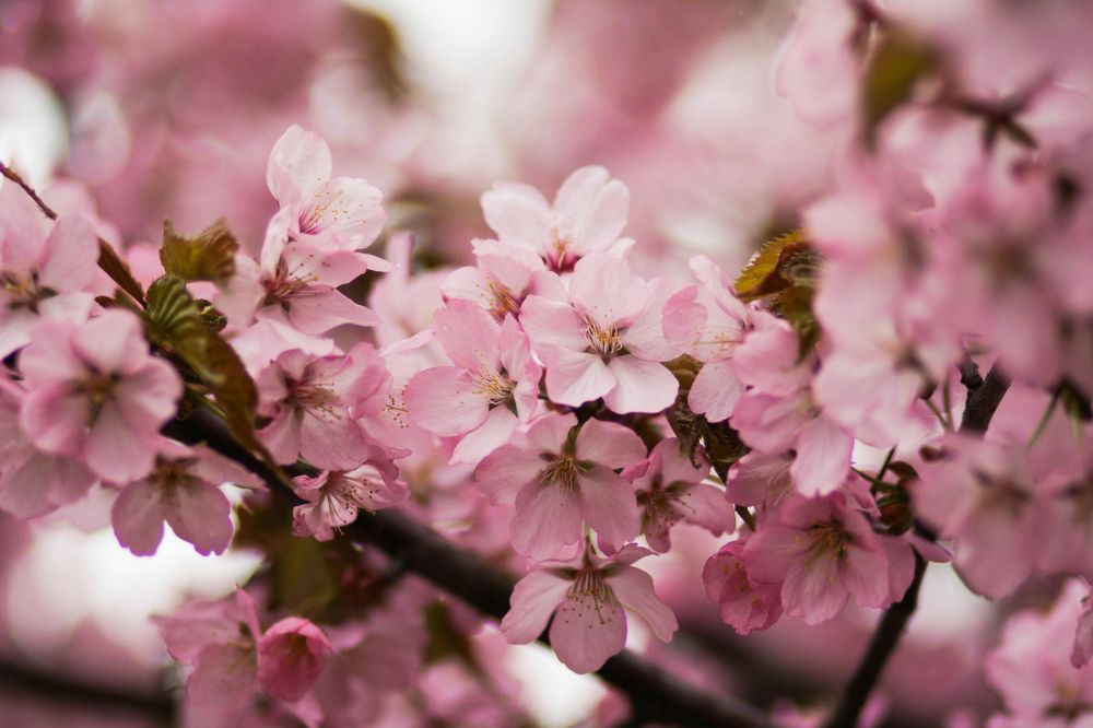 branch brook park cherry blossom fest