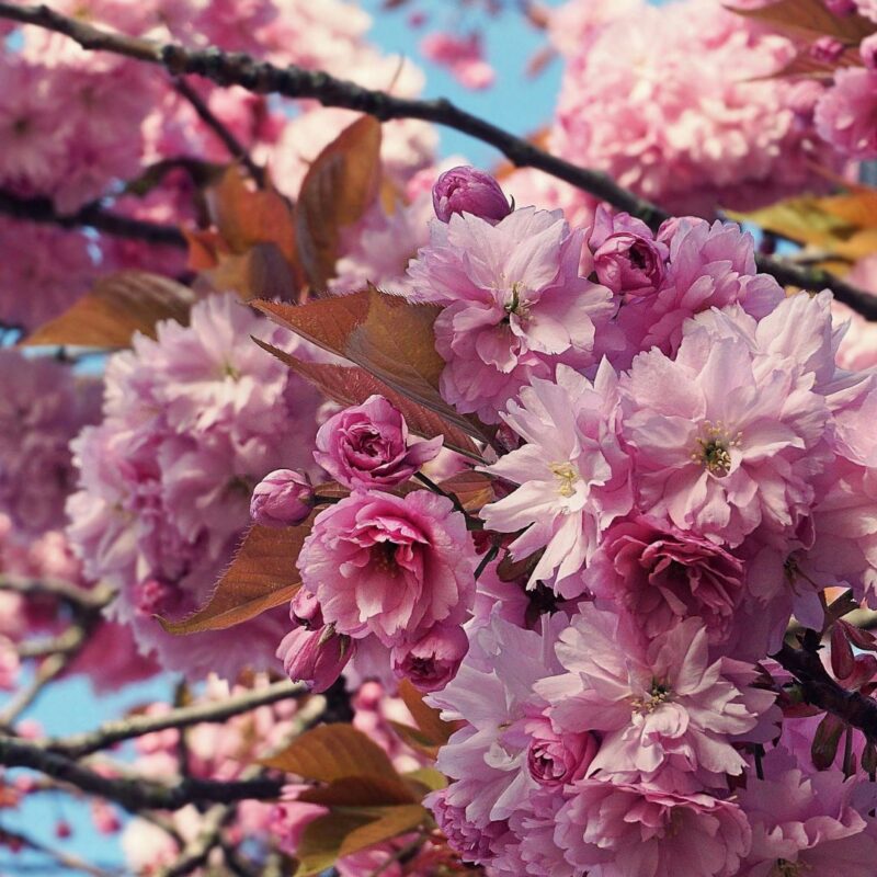 cherry blossoms north jersey
