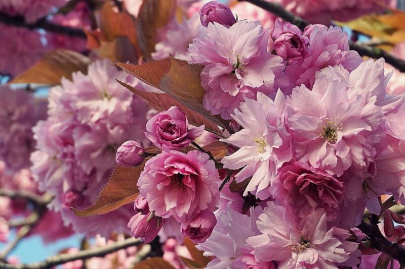 cherry blossoms north jersey