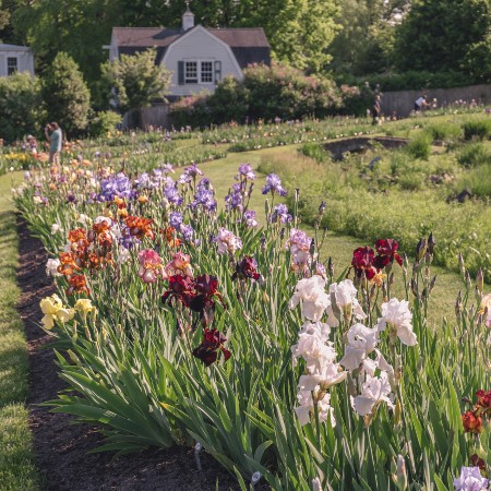 presby iris gardens