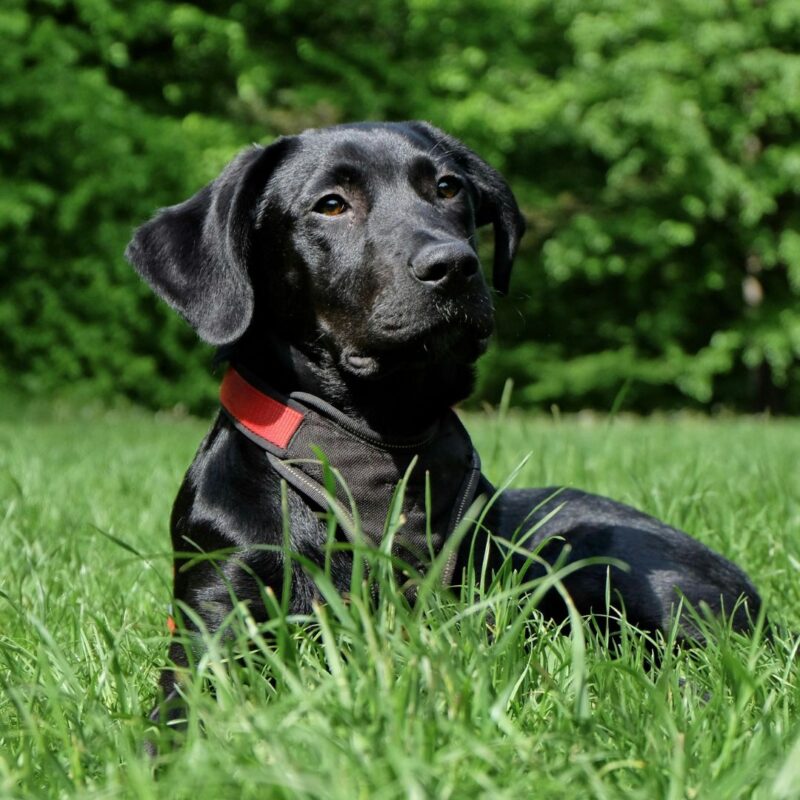 brookdale dog park hidden gem list