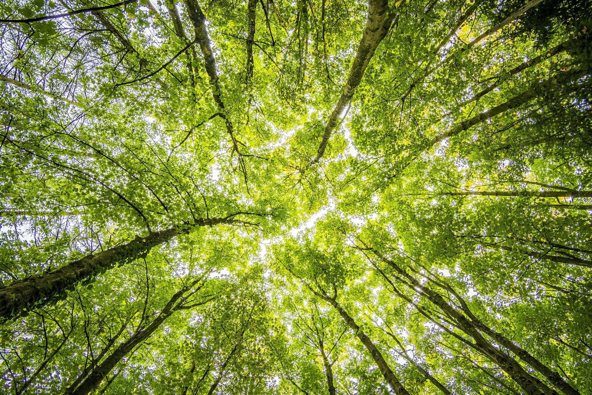 free tree giveaway at grove park historic nature preserve