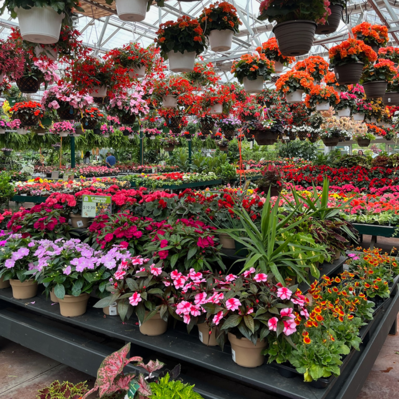 Vibrant hanging baskets with red flowers and potted plants on the ground at The Farm