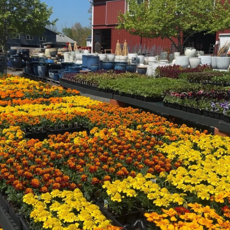 Outside garden beds at The Farm with yellow and orange flowers