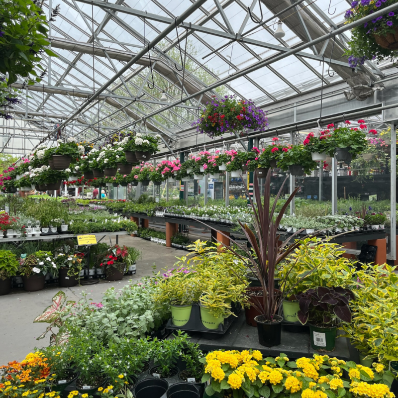 Greenhouse at The Farm with hanging baskets and potted plants
