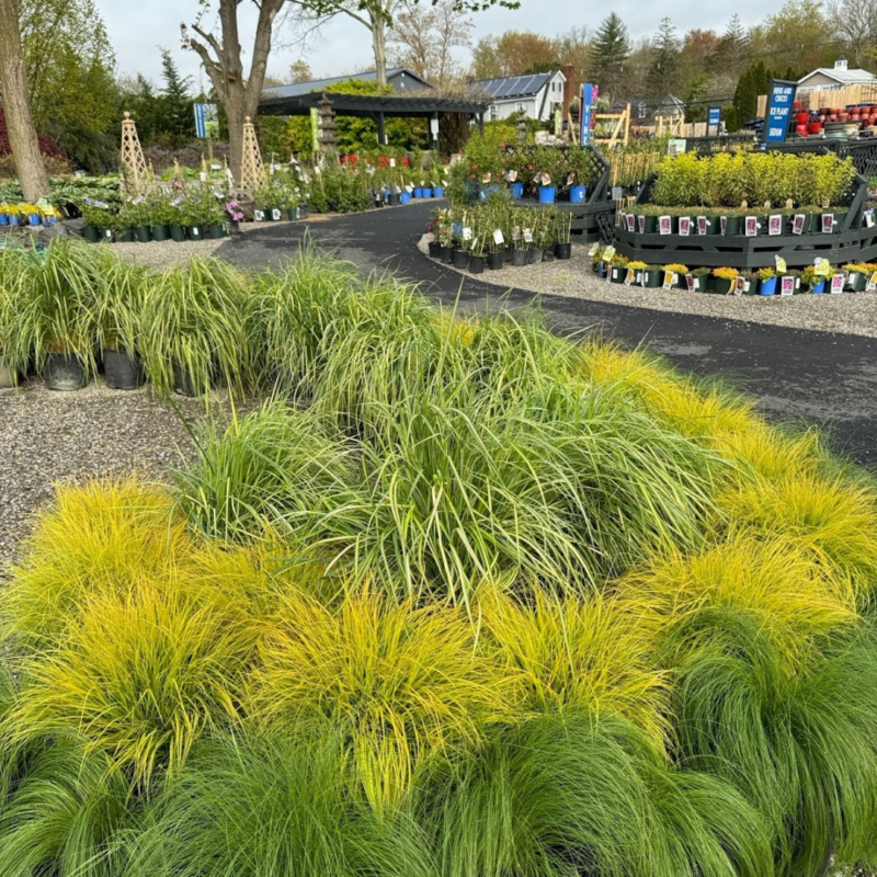 Potted greenery at The Farm with more potted plants in the background