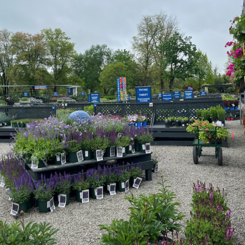 Purple flowers in pots outside at The Farm