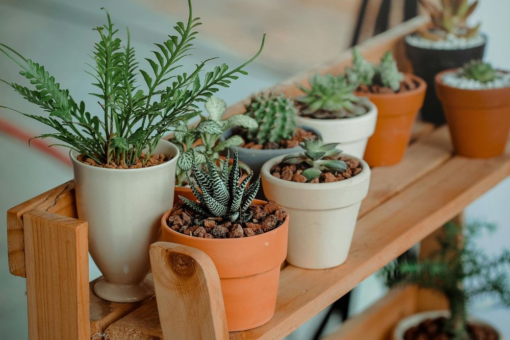 plants pexel