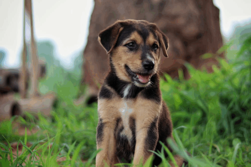 Puppy Yoga in Northern New Jersey Featured Image