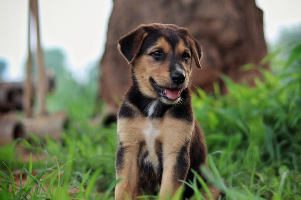 Puppy Yoga in Northern New Jersey Featured Image