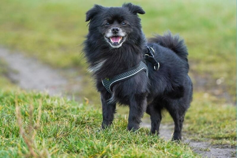 dog pexel