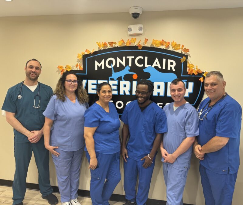 montclair vet