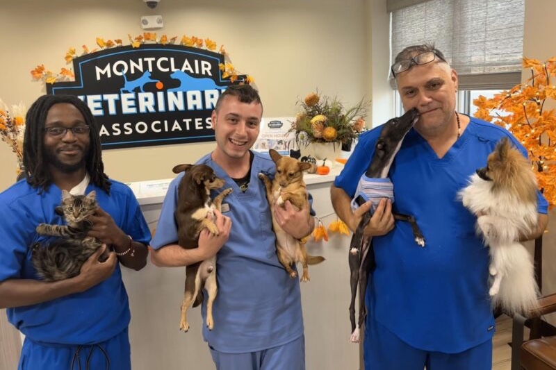 montclair veterinary associates