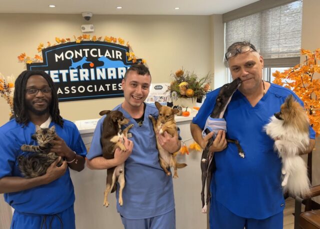 montclairvetteamwithanimals