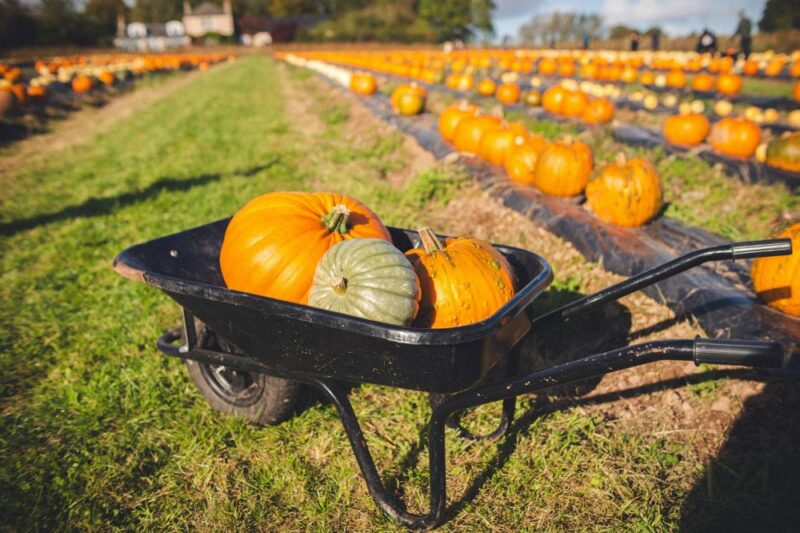 pumpkin apple picking new jersey
