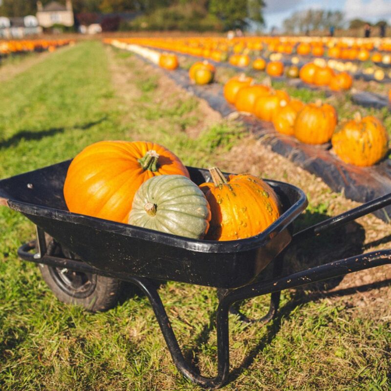 pumpkin apple picking new jersey