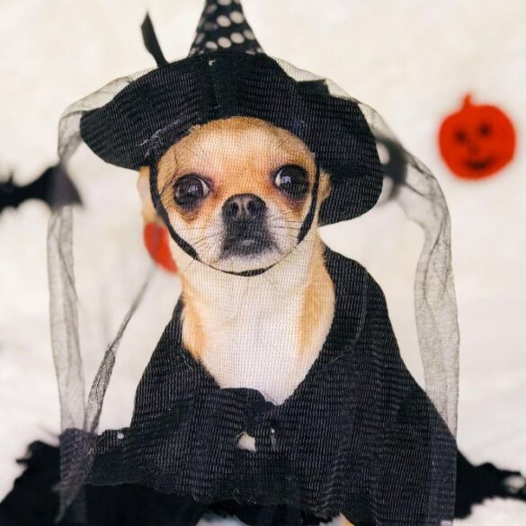 dog costume contests parades nj