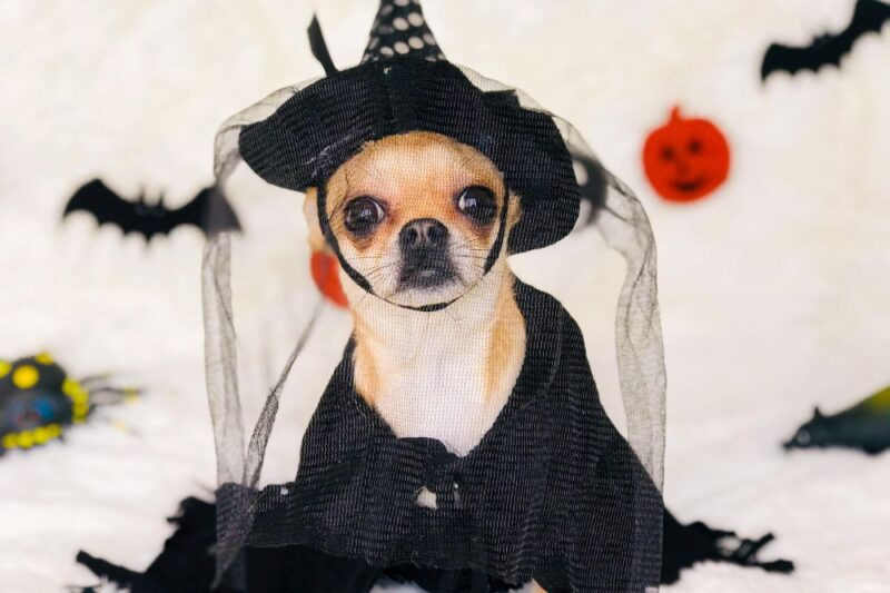 dog costume contests parades nj
