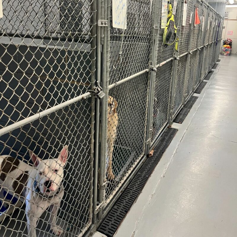 montclair animal shelter new jersey closing