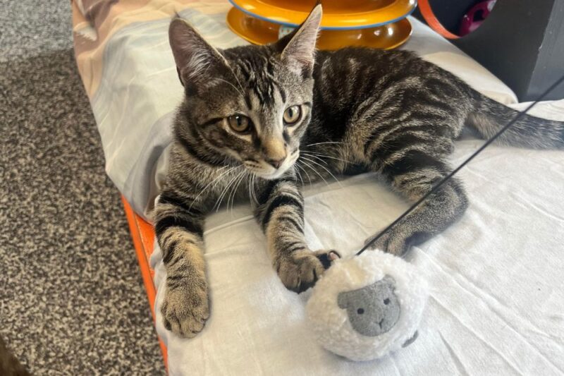 montclair animal shelter new jersey closing
