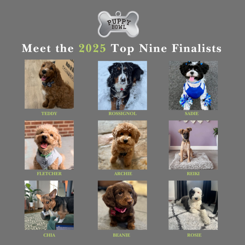 mg puppy bowl