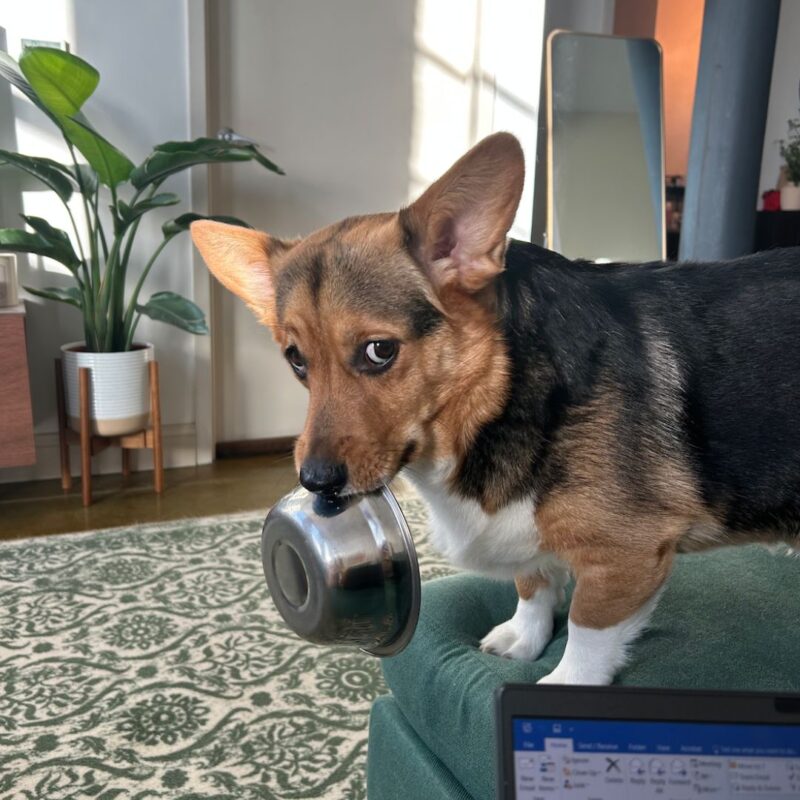 montclair girl puppy bowl 2025 chia