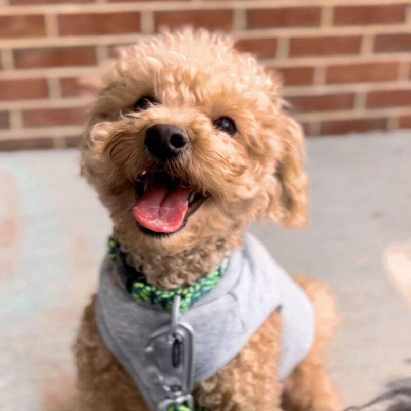 montclair girl puppy bowl 2025 fletcher