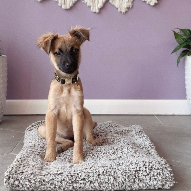 montclair girl puppy bowl 2025 reiki
