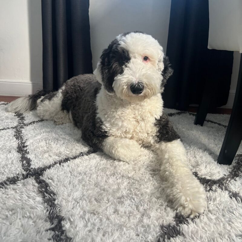 montclair girl puppy bowl 2025 rosie