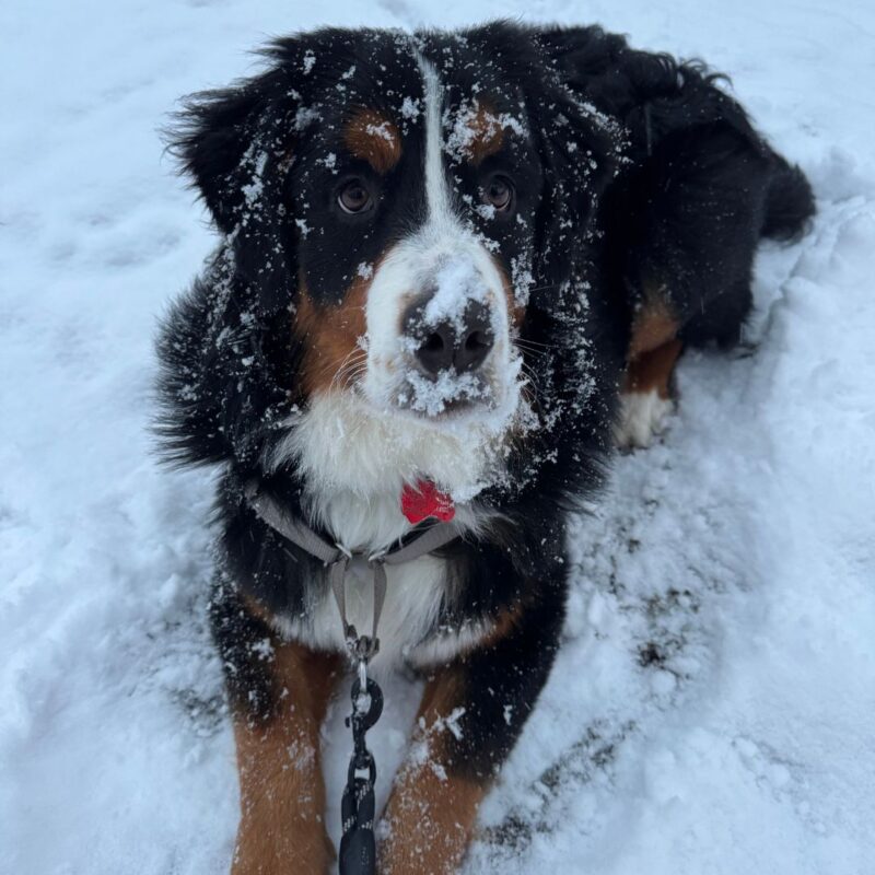 montclair girl puppy bowl 2025 rossi