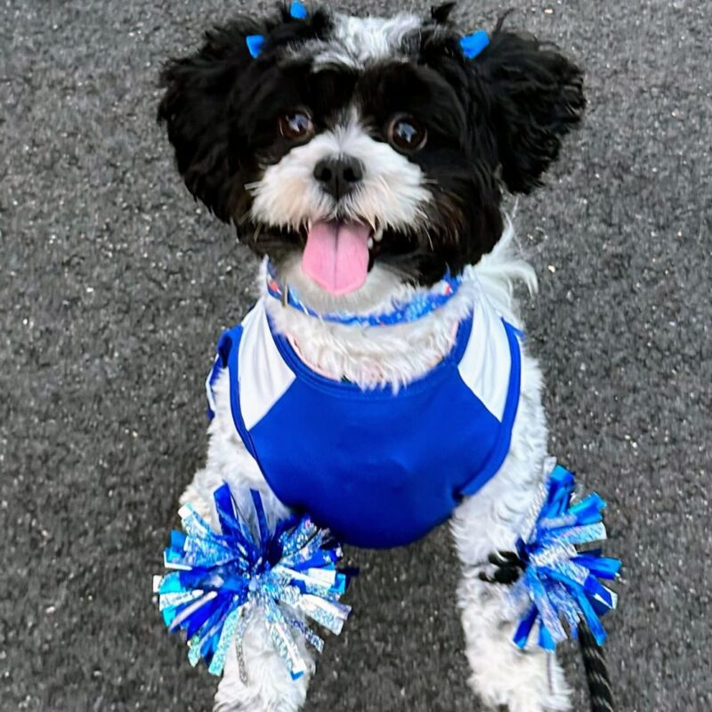 montclair girl puppy bowl 2025 sadie