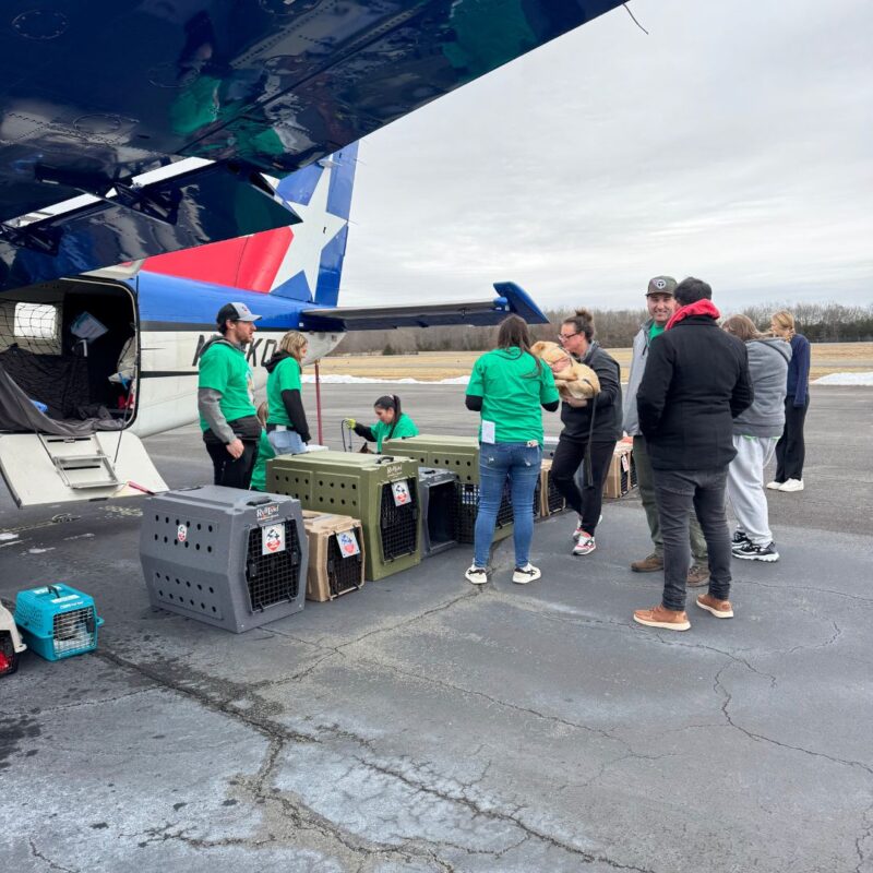 animal rescue mission pilots to the rescue