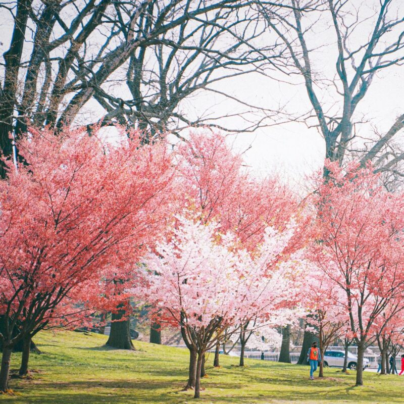 cherry blossom festival newark 2025