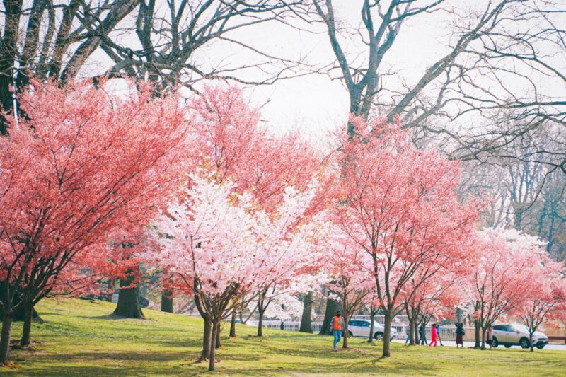 cherry blossom festival newark 2025