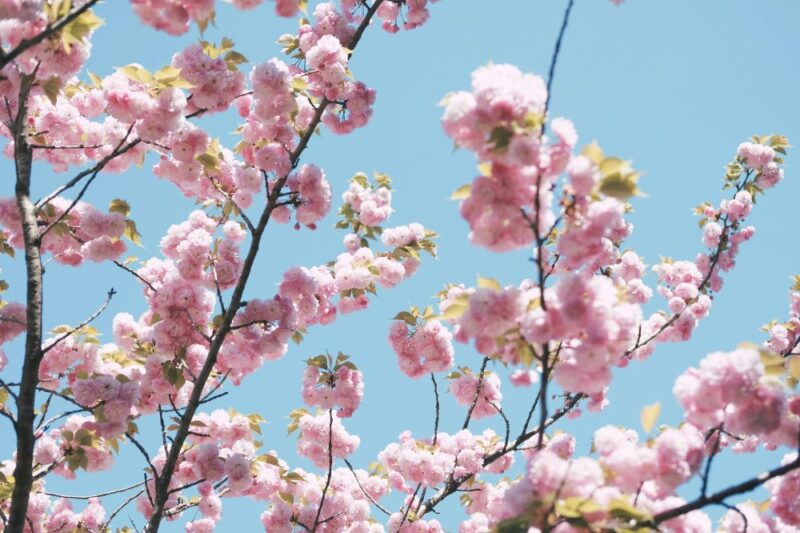new jersey spring festivals 2025