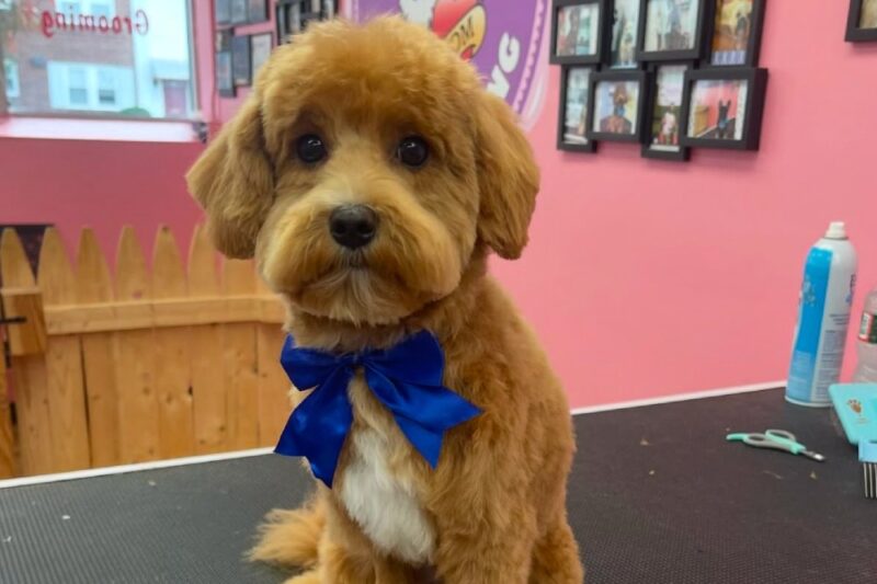 puppies tattoos montclair nj