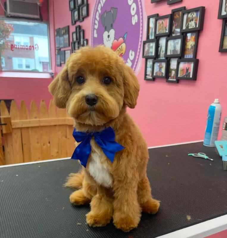 puppies tattoos montclair nj