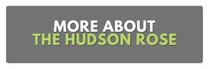 more about the hudson rose