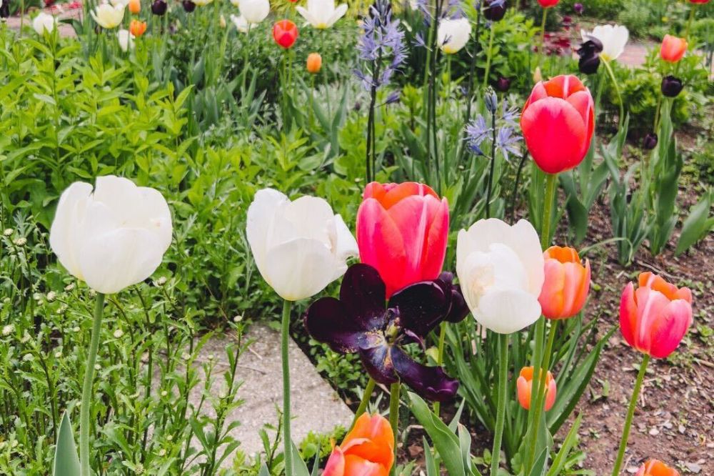 best gardens montclair new jersey